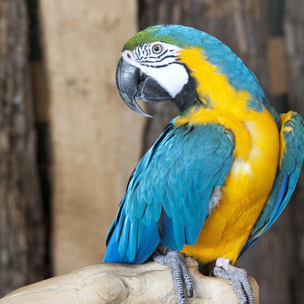 Petpexi bird cages and toys for pet birds with free USA shipping