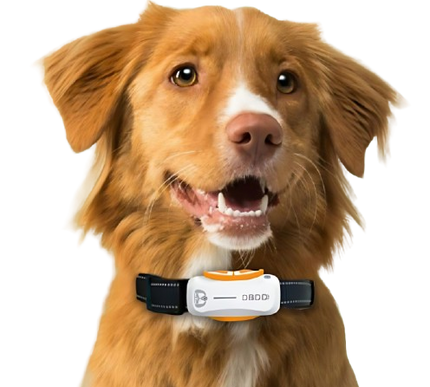 Premium dog training equipment and smart devices from www.petpexi.com, featuring agility sets, GPS trackers, and anti-bark tools for effective dog training with free USA shipping.