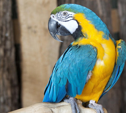 Petpexi bird cages and toys for pet birds with free USA shipping