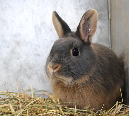 Petpexi rabbit cages and chew toys with fast, free USA shipping