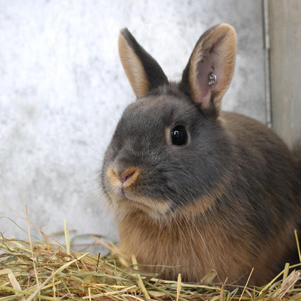 Petpexi rabbit cages and chew toys with fast, free USA shipping