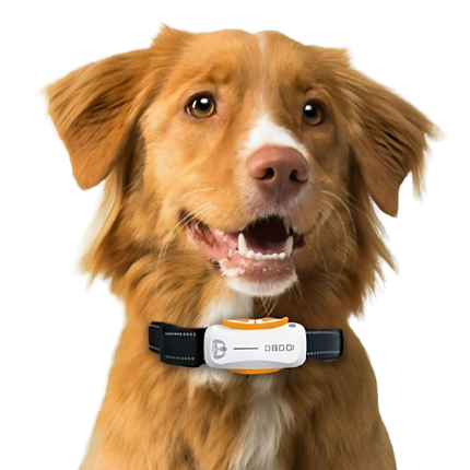 Premium dog training equipment and smart devices from www.petpexi.com, featuring agility sets, GPS trackers, and anti-bark tools for effective dog training with free USA shipping.