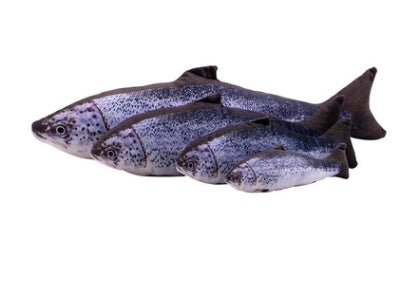 Creative Catnip Fish Plush Toy – Realistic Cat Pillow for Play & Comfort | Petpexi
