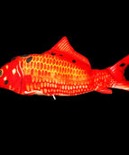 Red carp