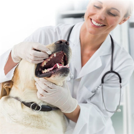 Dog Toothpaste for Cats & Dogs – Vanilla & Beef Flavored Oral Care | Petpexi