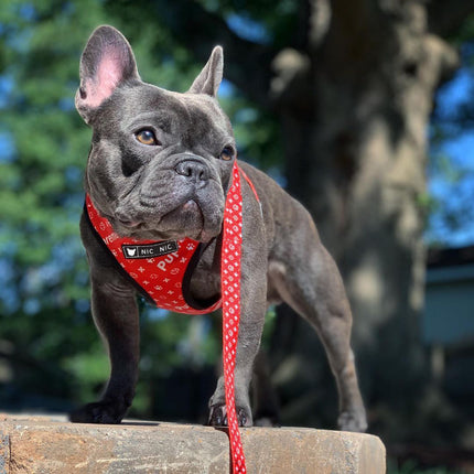 Ins Dog Pet Breathable Mesh Leash Chest Harness – Red Letter Design | PetPexi