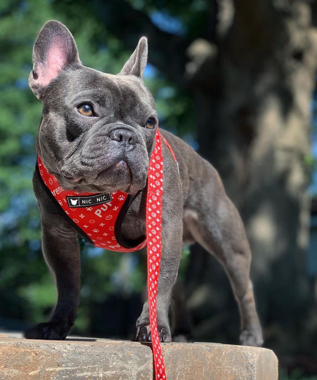 Ins Dog Pet Breathable Mesh Leash Chest Harness – Red Letter Design | PetPexi