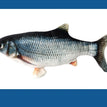 Electric Carp