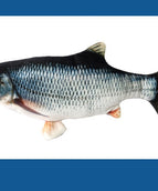 Electric Carp
