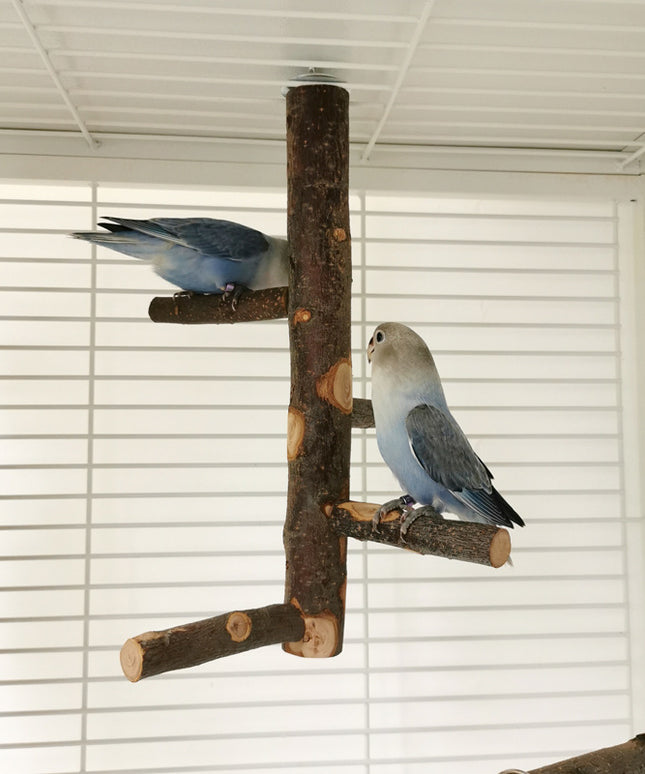 Parrot Bird Wood Stand Pole Toy – Stylish & Practical Apple Wood Stand | Free USA Shipping at PetPexi