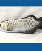 Electric Silver Arowana