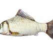 12 / 20cm