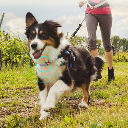 Beidou GPS Pet Positioning Collar - Premium Quality & Free Fast Shipping to USA | PetPexi