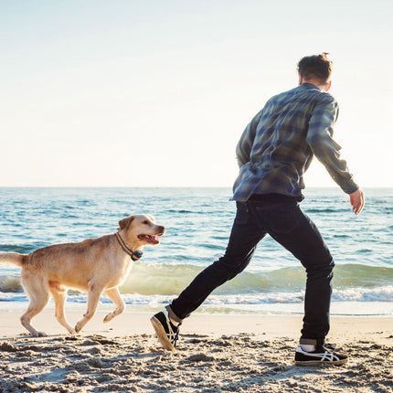 2-in-1 Dog GPS Fence Tracker – Wireless GPS Dog Collar with 2887FT Radius & IPX6 Waterproof | petpexi.com