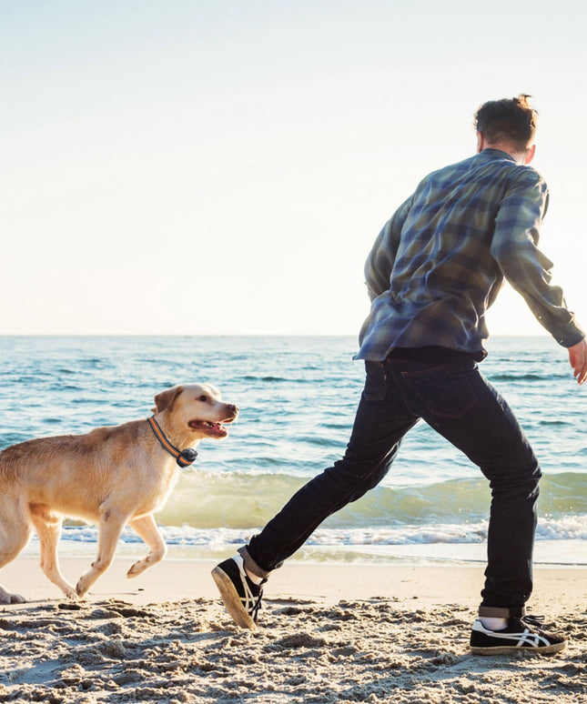 2-in-1 Dog GPS Fence Tracker – Wireless GPS Dog Collar with 2887FT Radius & IPX6 Waterproof | petpexi.com