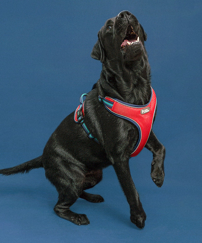 Double-Sided Breathable Chest Strap Dog Harness - Best Harness for French Bulldogs - Petpexi.com