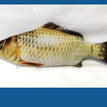 Electric Crucian