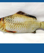 Electric Crucian
