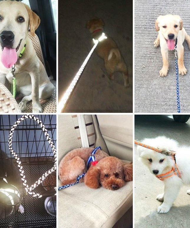 Pet Dog Leash with Collar - Adjustable, Heavy-Duty for All Sizes - petpexi.com