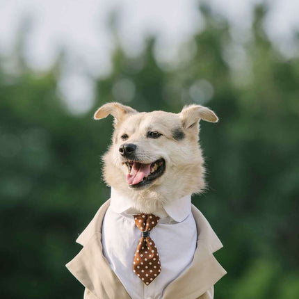 Large Dog Tuxedo Tailcoat – Formal Suit for Big Dogs | Petpexi