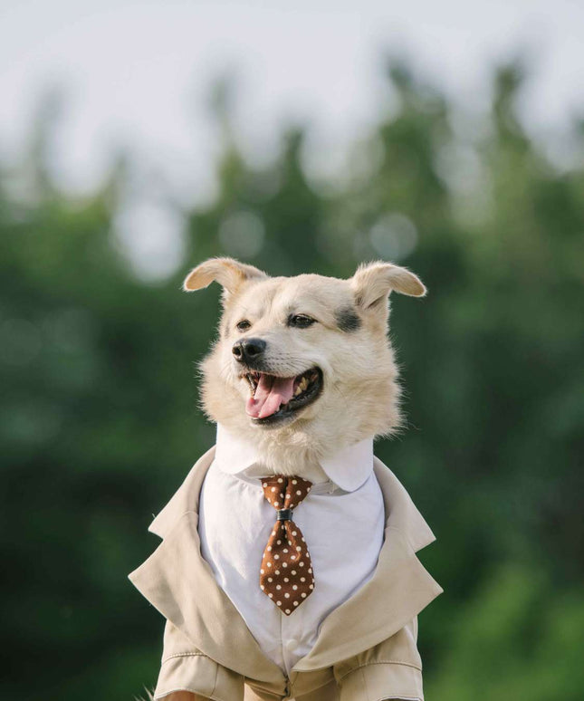 Large Dog Tuxedo Tailcoat – Formal Suit for Big Dogs | Petpexi