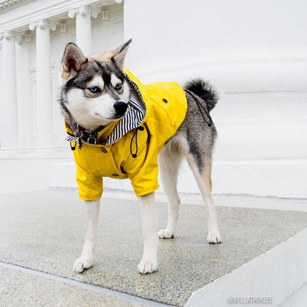 Classic British Style Dog Raincoat – Waterproof Twill Jacket with Breathable Lining | Petpexi