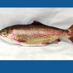 Electric Rainbow Trout