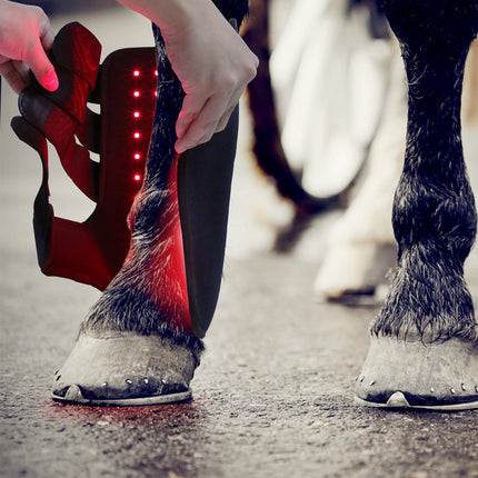 Portable Phototherapy for Horse Legs – Equine Recovery Device | www.petpexi.com