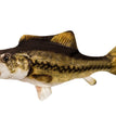Electric big mouth black donke