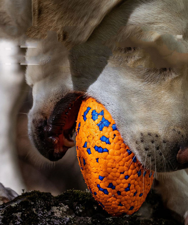 Teeth-Resistant Pet Dog Chewing Toy Football – Durable Interactive Chew Ball | www.petpexi.com