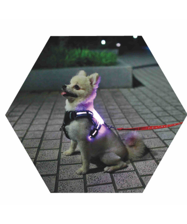 LED Luminous Anti-lost Anti-car Accident Warning Flashing Dog Harness from petpexi.com, ideal for French Bulldogs and all breeds for safe, stylish walks.