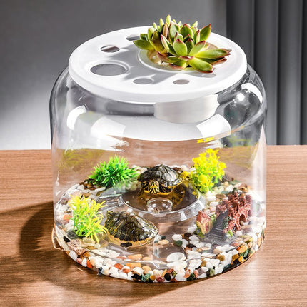 Transparent Plastic Ecological Desktop Landscaping Feeding Fish Tank – Large with Lid | PetPexi