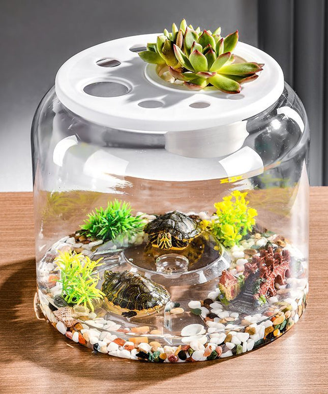 Transparent Plastic Ecological Desktop Landscaping Feeding Fish Tank – Large with Lid | PetPexi