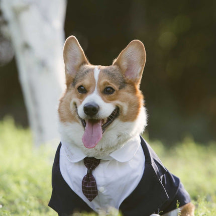 Large Dog Tuxedo Tailcoat – Formal Suit for Big Dogs | Petpexi