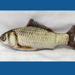 Electric Grass Carp