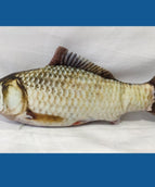 Electric Grass Carp