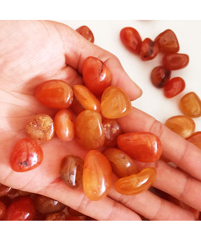 Natural carnelian rough stone crystal from www.petpexi.com – premium mineral specimen & décor with Fast & Free USA Shipping.

