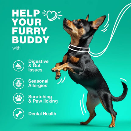Probiotics For Dogs | Gut Health, Immunity, Yeast Balance & Itchy Skin Relief | 180 Duck-Flavored Chews | Free Shipping to USA | High Quality by Chewia