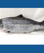 Electric Salmon