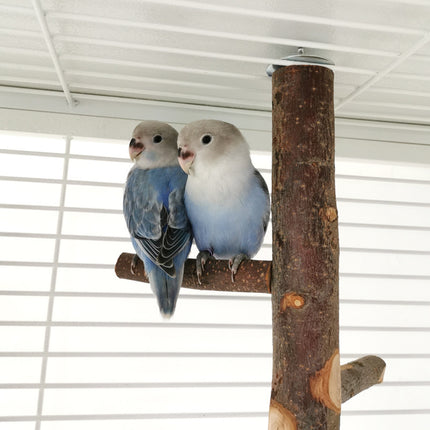 Parrot Bird Wood Stand Pole Toy – Stylish & Practical Apple Wood Stand | Free USA Shipping at PetPexi