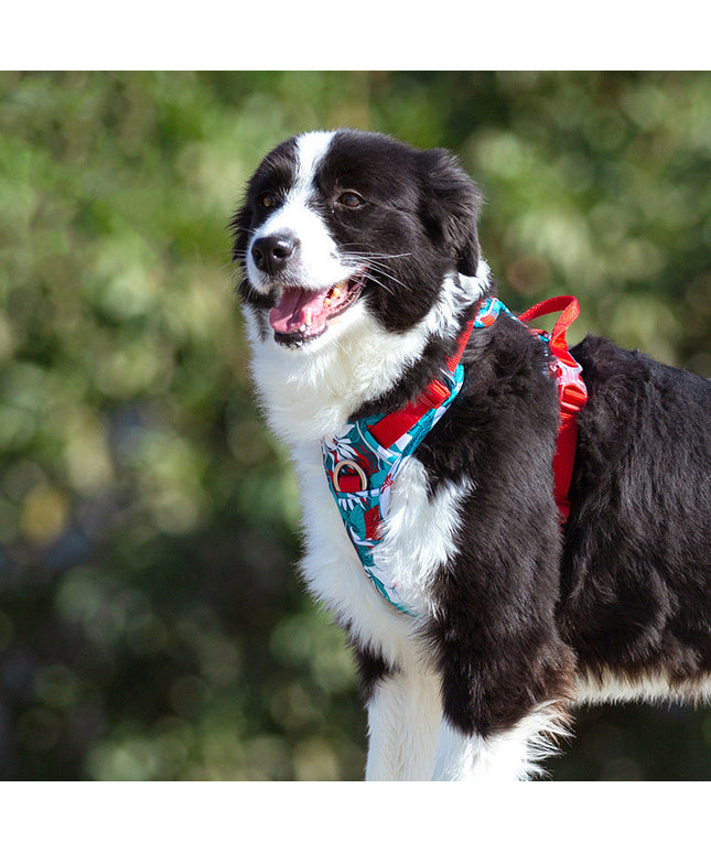 Dog Leashes & Chain Vest Straps – Durable Nylon Harness for All Dog Breeds | Petpexi