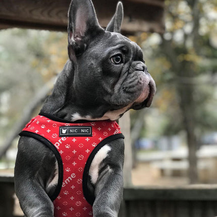 Ins Dog Pet Breathable Mesh Leash Chest Harness – Red Letter Design | PetPexi