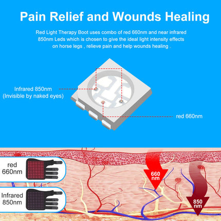 Portable Phototherapy for Horse Legs – Equine Recovery Device | www.petpexi.com
